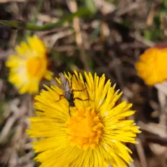 Black Kelp Fly thumbnail 3
