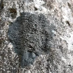 Blackthread Lichen thumbnail 3
