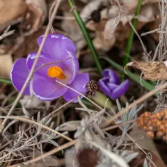 Woodland crocus thumbnail 4