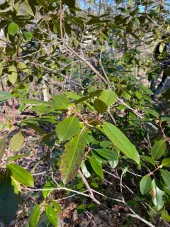 Carolina Rhododendron thumbnail 1