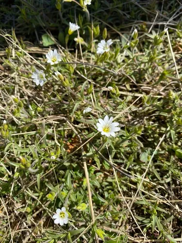 American Field Chickweed