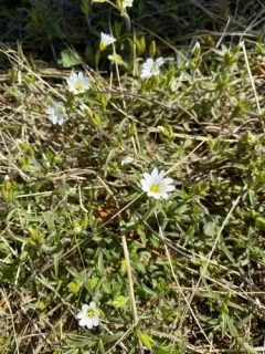 American Field Chickweed thumbnail 1