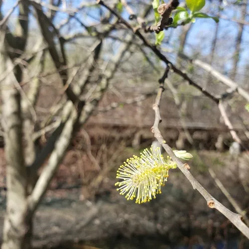 Rusty Willow