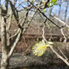 Rusty Willow thumbnail 1