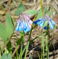sagebrush bluebell thumbnail 1
