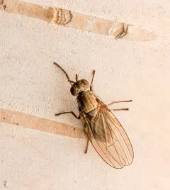 Sapromyza brachysoma thumbnail 3