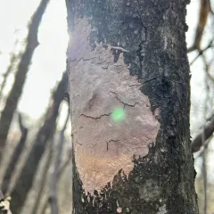 Elbowpatch Crust thumbnail 2