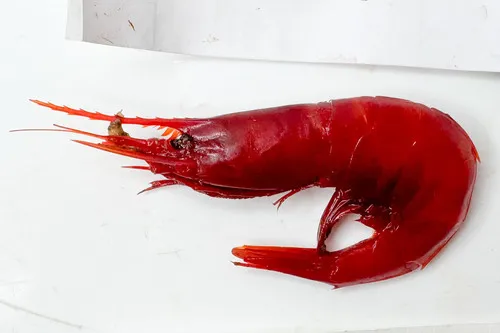 Fire-breathing Shrimp