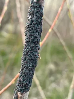 Black willow bark aphid thumbnail 2