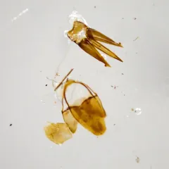 Ampedus protervus thumbnail 4