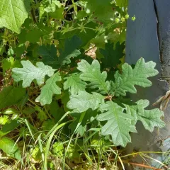 Oregon oak thumbnail 2