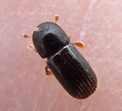 Black Bark Weevil