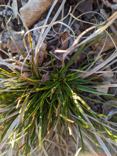 shaved sedge