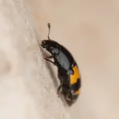 Picnic Beetle thumbnail 4