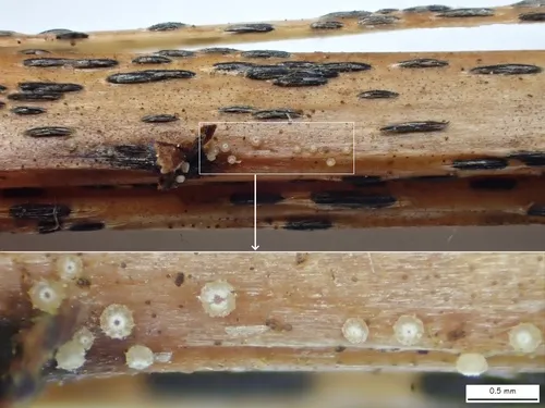 Unguicularia carestiana