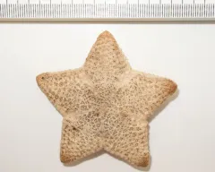 Poraniomorpha hispida thumbnail 3