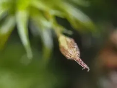 Ptychomitrium gardneri thumbnail 3