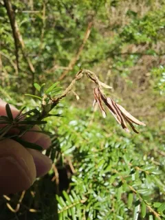 Sirococcus tsugae thumbnail 2