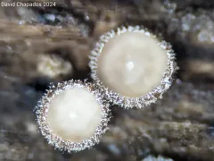 Lasiobelonium variegatum thumbnail 3