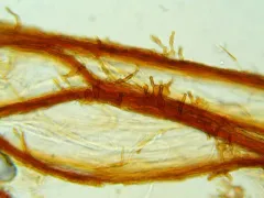 Xeromphalina campanelloides thumbnail 2