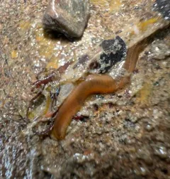 Pterocirrus montereyensis thumbnail 2