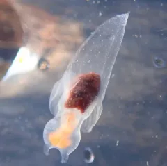 Naked Sea Butterfly thumbnail 3