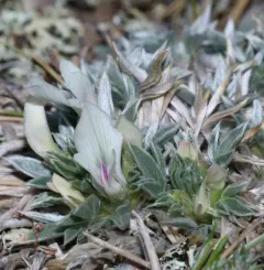 Threeleaf Milkvetch thumbnail 2