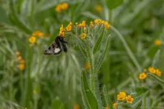 Heliothis belladonna thumbnail 3