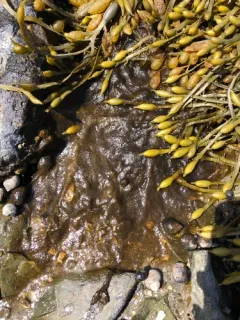 Pylaiella littoralis thumbnail 2