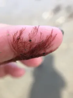 Red Hornweed thumbnail 2