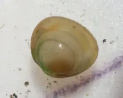 Rhomboid Fingernailclam thumbnail 3