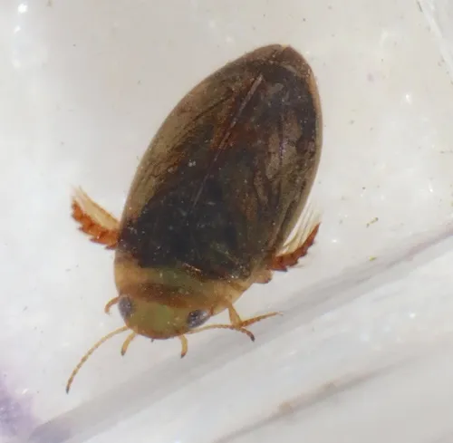 Laccophilus biguttatus