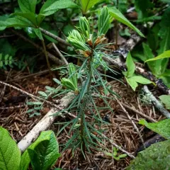 Douglas-fir thumbnail 1