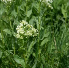 Heart-podded Hoary Cress thumbnail 4