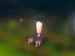 Euphysa flammea thumbnail 4