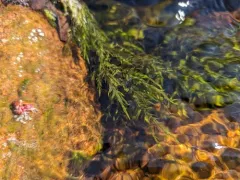 Fontinalis hypnoides thumbnail 3