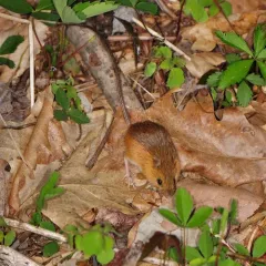 Eastern Woodland Jumping Mouse thumbnail 2
