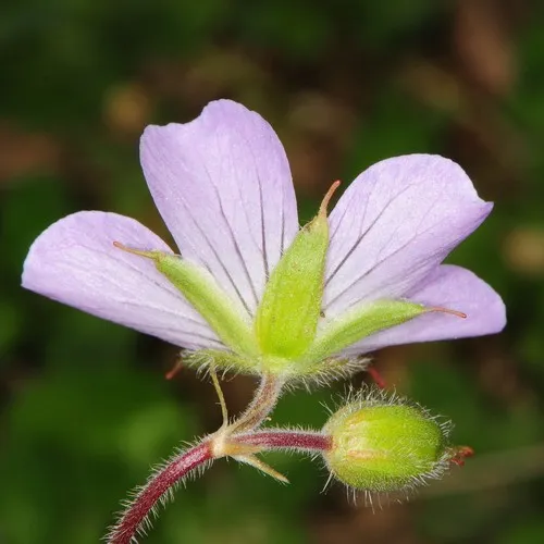 wild geranium