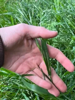 Rescue Brome thumbnail 3