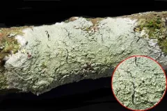Ochrolechia mahluensis thumbnail 2
