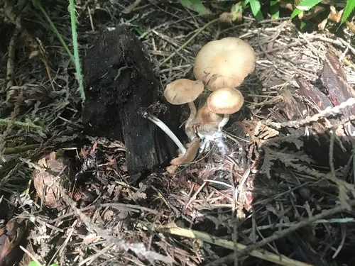 Psathyrella cortinarioides