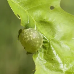 Succulent Oak Gall Wasp thumbnail 2