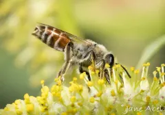 Colourful Willow Miner Bee thumbnail 3