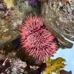 Red Sea Urchin thumbnail 2