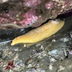 Noble Dorid thumbnail 2