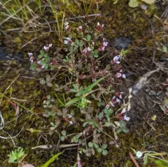 white-tipped clover thumbnail 4