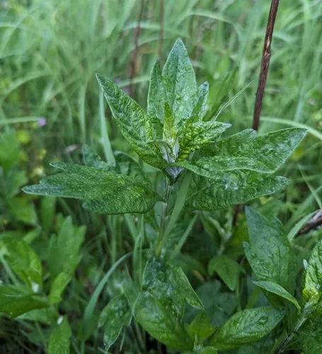 California mugwort