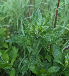 California mugwort thumbnail 1