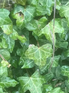 Xanthomonas campestris thumbnail 2