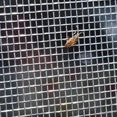 Introduced Dirt-colored Seed Bug thumbnail 4